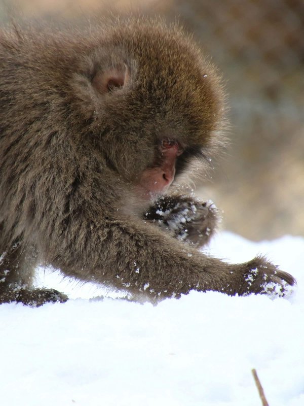 How to find guided foraging tours for wild edibles in the forests of Cumbria?